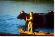 young boy and cow
