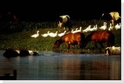 horses crossing river