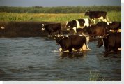 cows crossing river