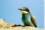 european bee-eater