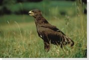 spotted eagle
