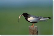 white-winged black tern