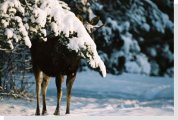 hidden elk
