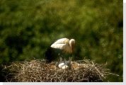 stork on a nest