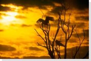 stork watching sunset