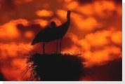 storks on a nest