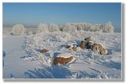 biebrza landscape in winter