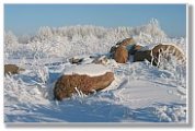 biebrza landscape in winter